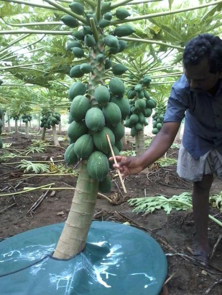 Fresh Papaya Latex Harvesting